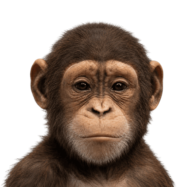 The ape